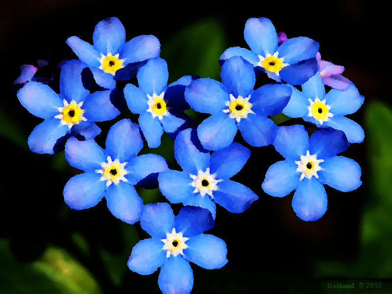 Beautiful Blue Flowers in the world